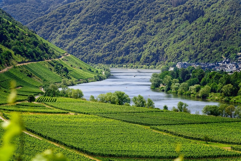 Water Vines
