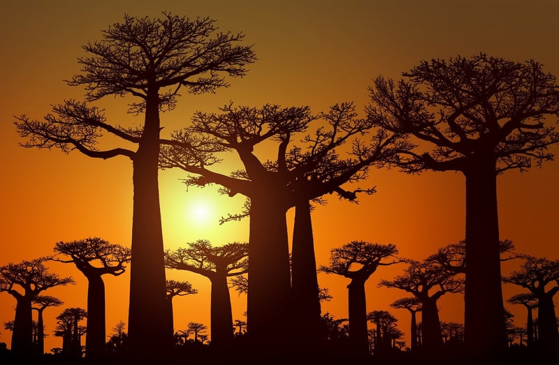 Baobab Tree