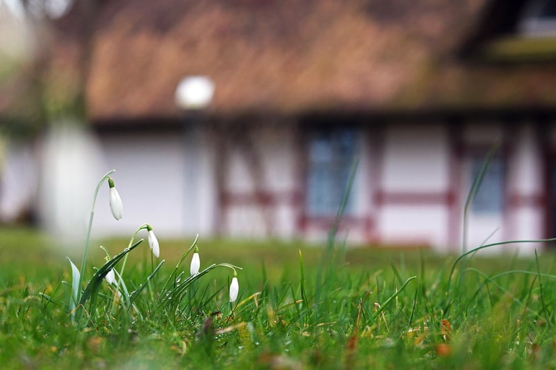 Fairy Tale Cottage Garden