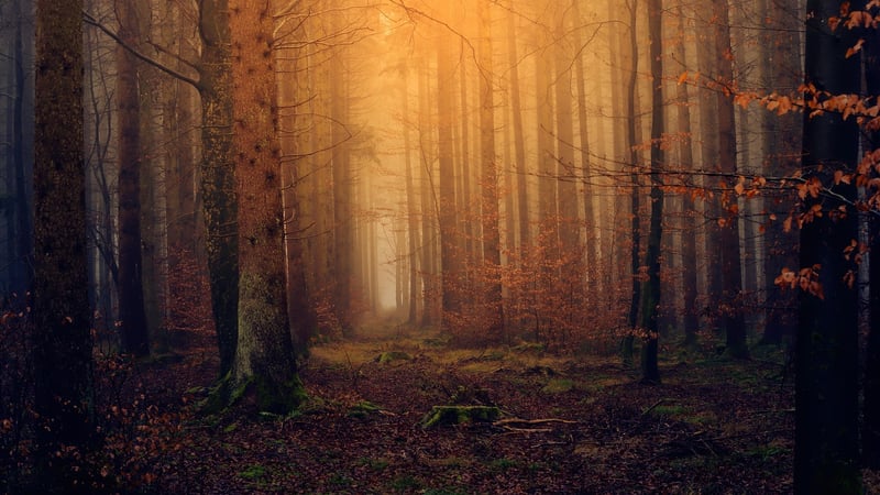 Secret Forest Sanctuary
