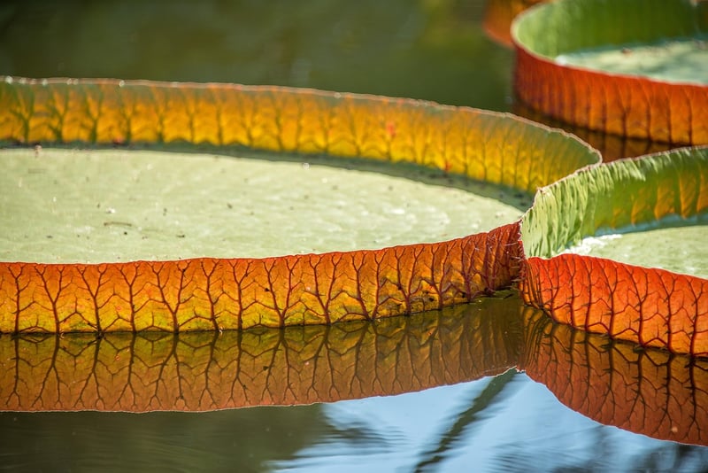 Blue Lotus