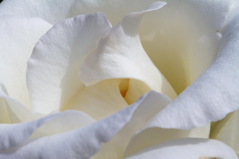 Mandrake Blossom