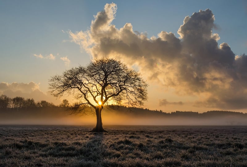 Oak Tree