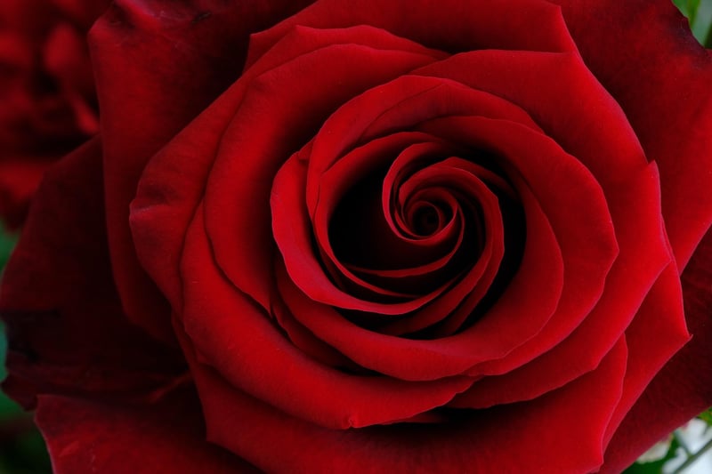 Enchanted Rose